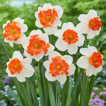 White And Orange Daffodil Seeds For Planting