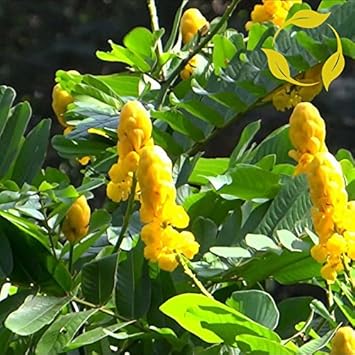 Yellow Candlestick Flower seeds for Planting Pollinator Friendly, Heirloom & GMO Free Seeds for Home Garden seeds for planting
