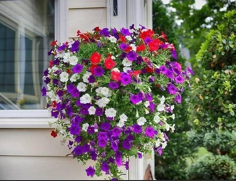 High quality Pink Petunia Flower seeds for Planting Seasonal Bloomer, Heirloom & GMO Free Seeds for Home Garden seeds pack