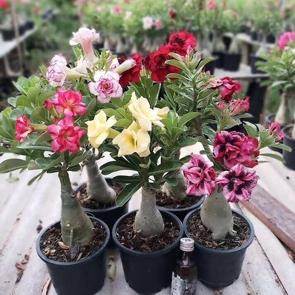 Bonsai Rose Flower seeds for Planting Hardy Variety Heirloom & GMO Free Seeds for Home Garden