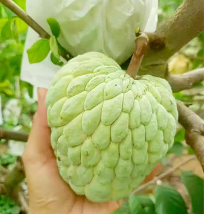 Annona Squamosa Seeds For Planting Sweet Fruit Treats