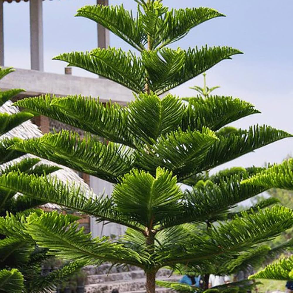 Araucaria Flower seeds for Planting Shade Tolerant Heirloom & GMO Free Seeds for Home Garden