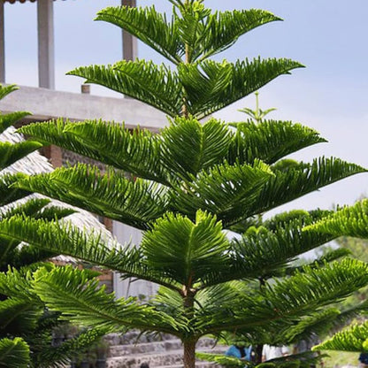 Araucaria Flower seeds for Planting Shade Tolerant Heirloom & GMO Free Seeds for Home Garden