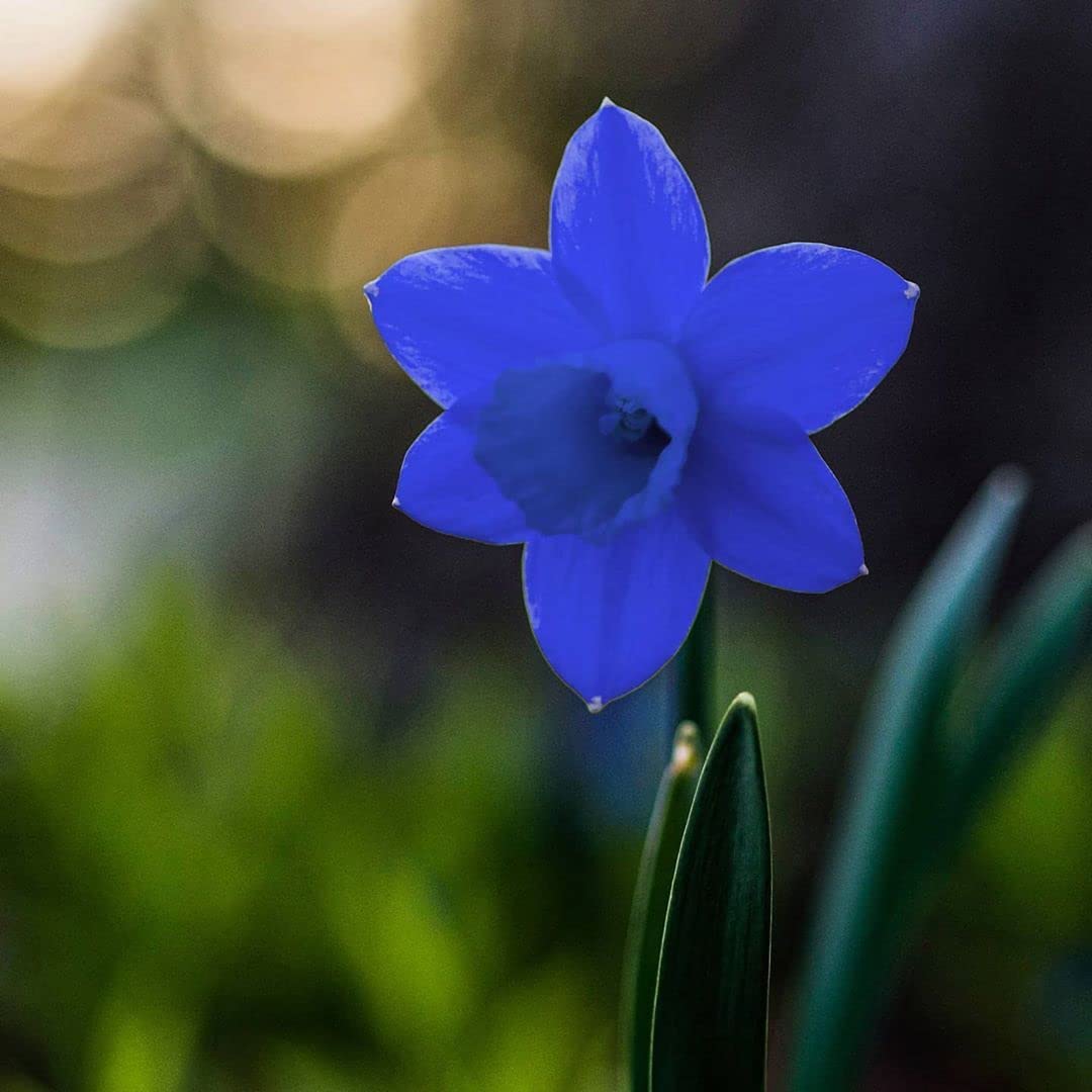 Blue (Blue Daffodils) seeds for planting in home garden