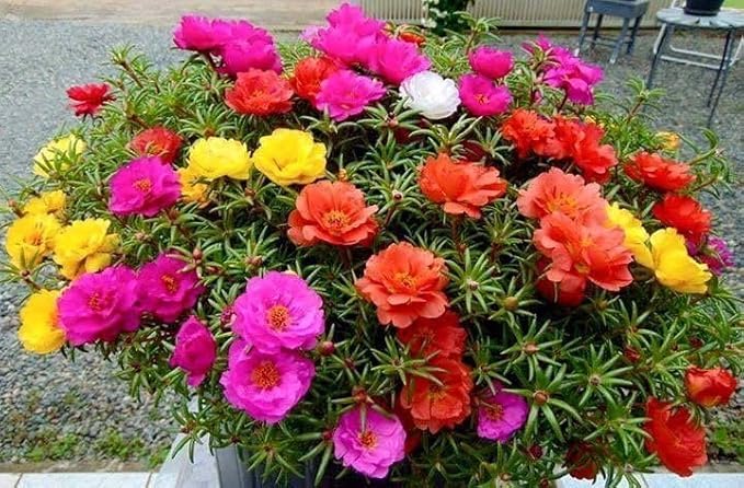 Heirloom Grandiflora Flower seeds for Planting Shade Tolerant Heirloom & GMO Free Seeds for Home Garden