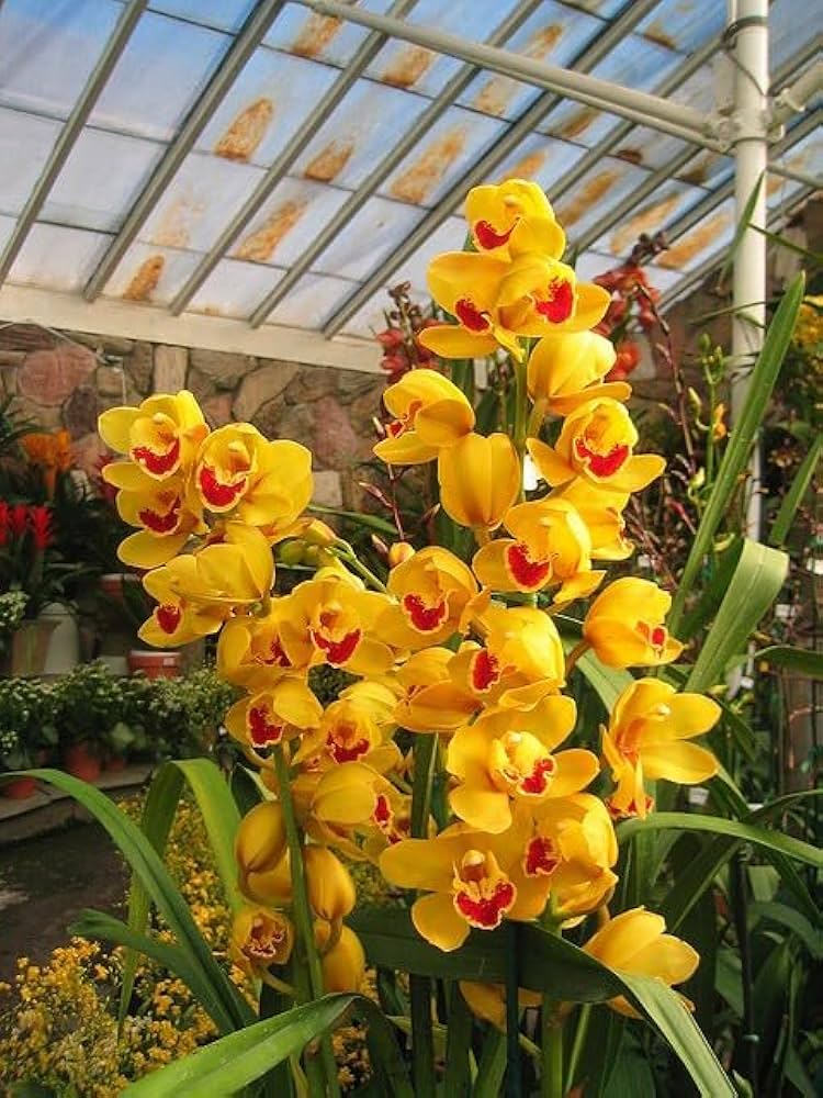 Light Green Cymbidium Orchid Flower seeds for Planting Cut Flower Favorite, Heirloom & GMO Free Seeds for Home Garden vegetable and garden seeds