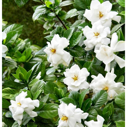 Green White Gardenia Flower seeds for Planting Sun Loving Heirloom & GMO Free Seeds for Home Garden