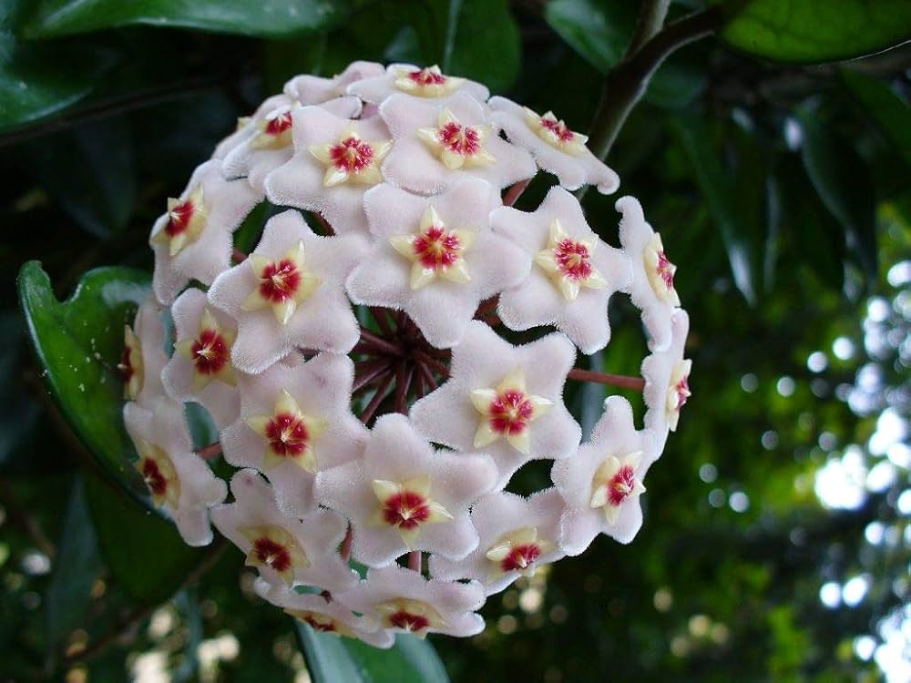 Hoya Kerrii Flower seeds for Planting Drought Tolerant Heirloom & GMO Free Seeds for Home Garden
