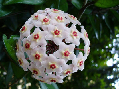 Hoya Kerrii Flower seeds for Planting Drought Tolerant Heirloom & GMO Free Seeds for Home Garden