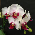 Phalaenopsis White Pink Flower seeds for Planting Wildflower Mix, Heirloom & GMO Free Seeds for Home Garden Sale seeds for planting