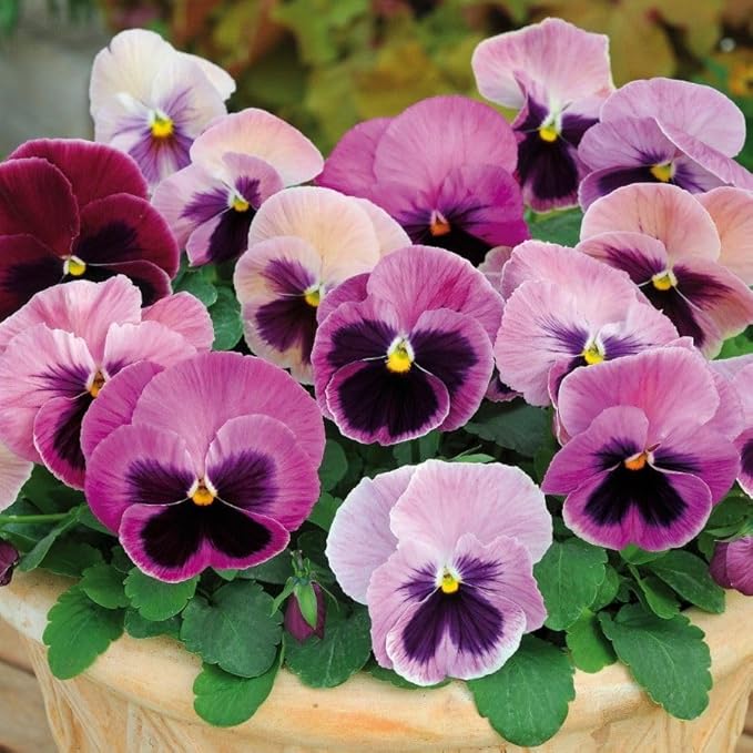 Premium Mixed Colors Pansy Flower seeds for Planting Sun Loving, Heirloom & GMO Free Seeds for Home Garden seeds