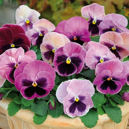 Premium Mixed Colors Pansy Flower seeds for Planting Sun Loving, Heirloom & GMO Free Seeds for Home Garden seeds