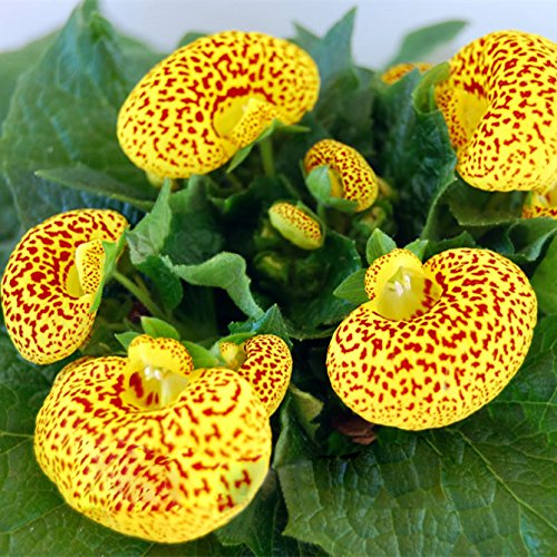 Calceolaria Zapatilla Flower seeds for Planting Hardy Variety, Heirloom & GMO Free Seeds for Home Garden vegetable and garden seeds