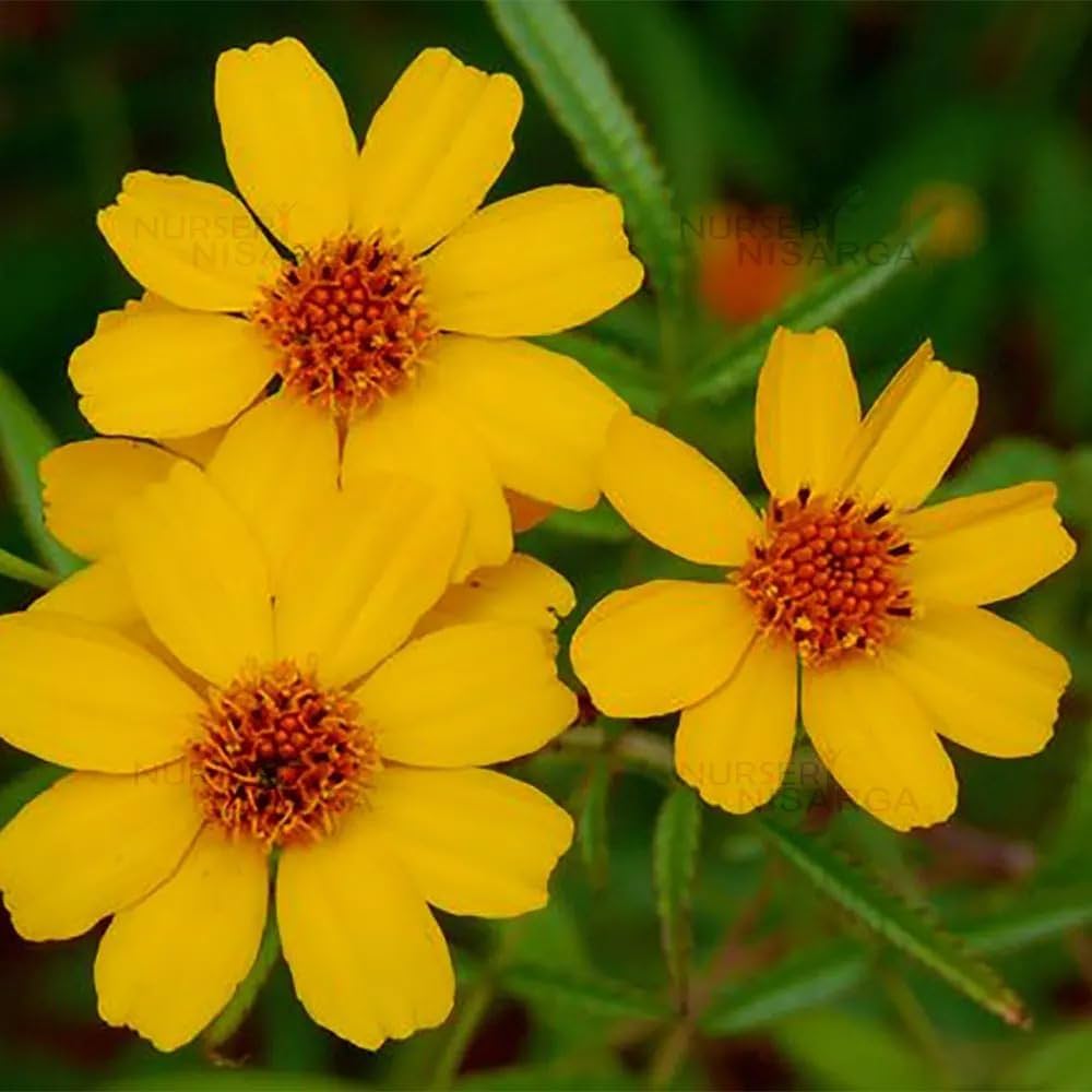 Premium Lemmonii Flower seeds for Planting Bright Blooms, Heirloom & GMO Free Seeds for Home Garden seeds