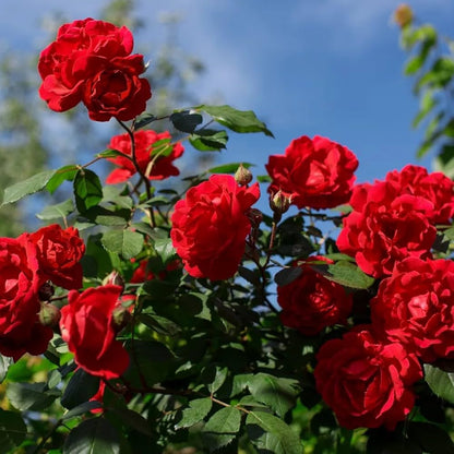Climbing Rose Flower seeds for Planting Vibrant Colors Heirloom & GMO Free Seeds for Home Garden