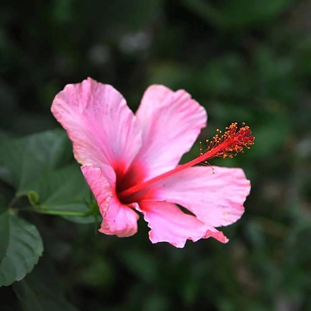 Pink Hibiscus Flower seeds for Planting Compact Growth Heirloom & GMO Free Seeds for Home Garden