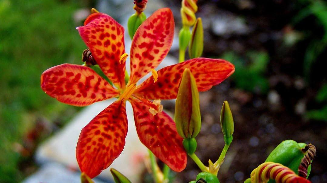 Belamcand Flower seeds for Planting Hardy Variety Heirloom & GMO Free Seeds for Home Garden