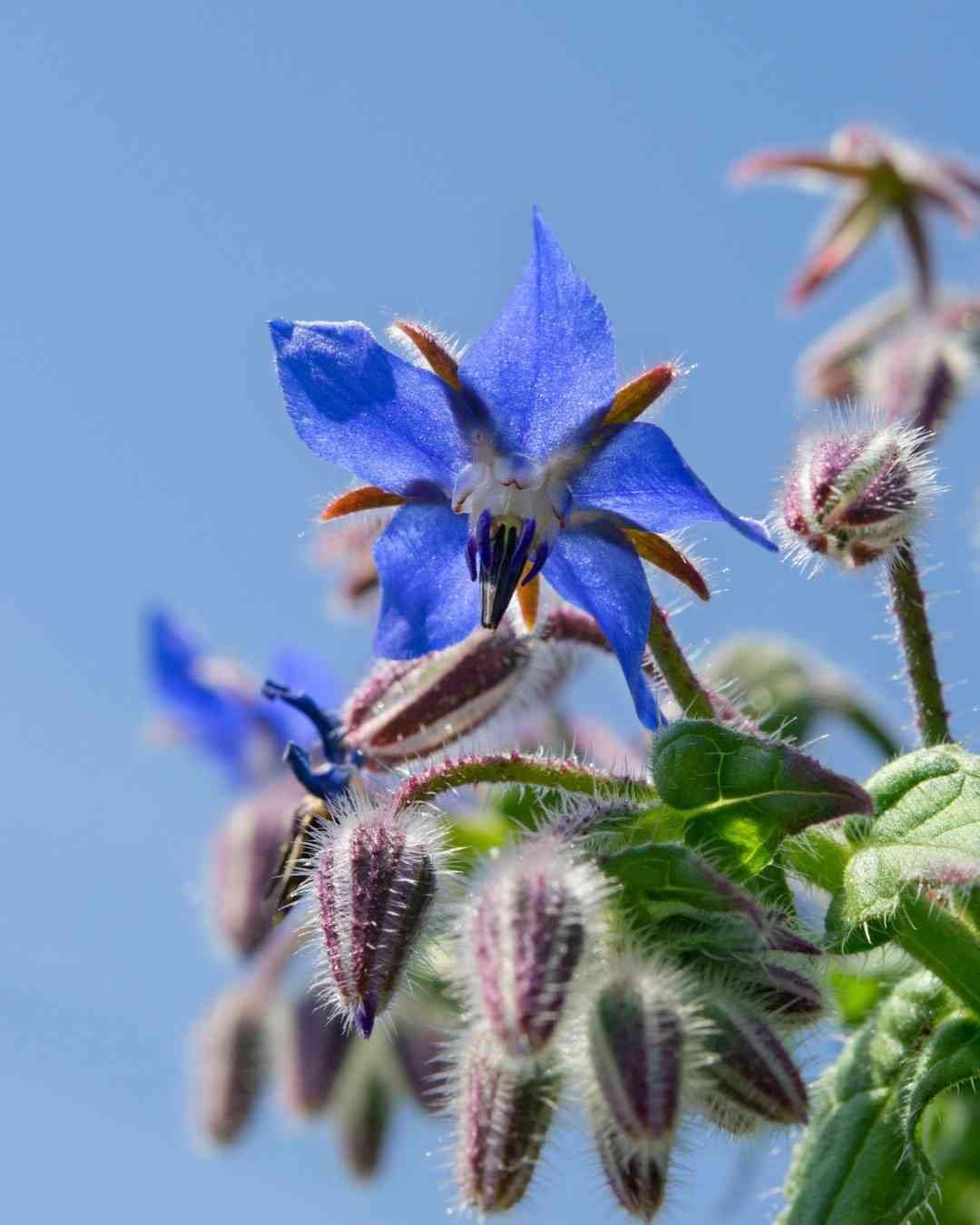 Dark Blue Borago Flower seeds for Planting Compact Growth, Heirloom & GMO Free Seeds for Home Garden seeds for planting