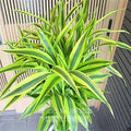 Green Dracaena Fargans Flower seeds for Planting Long Bloom Season, Heirloom & GMO Free Seeds for Home Garden seeds for planting