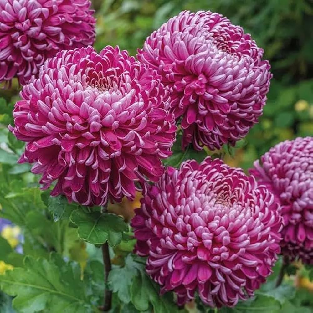 Premium Purple White Chrysanthemum Flower seeds for Planting Drought Tolerant, Heirloom & GMO Free Seeds for Home Garden seeds