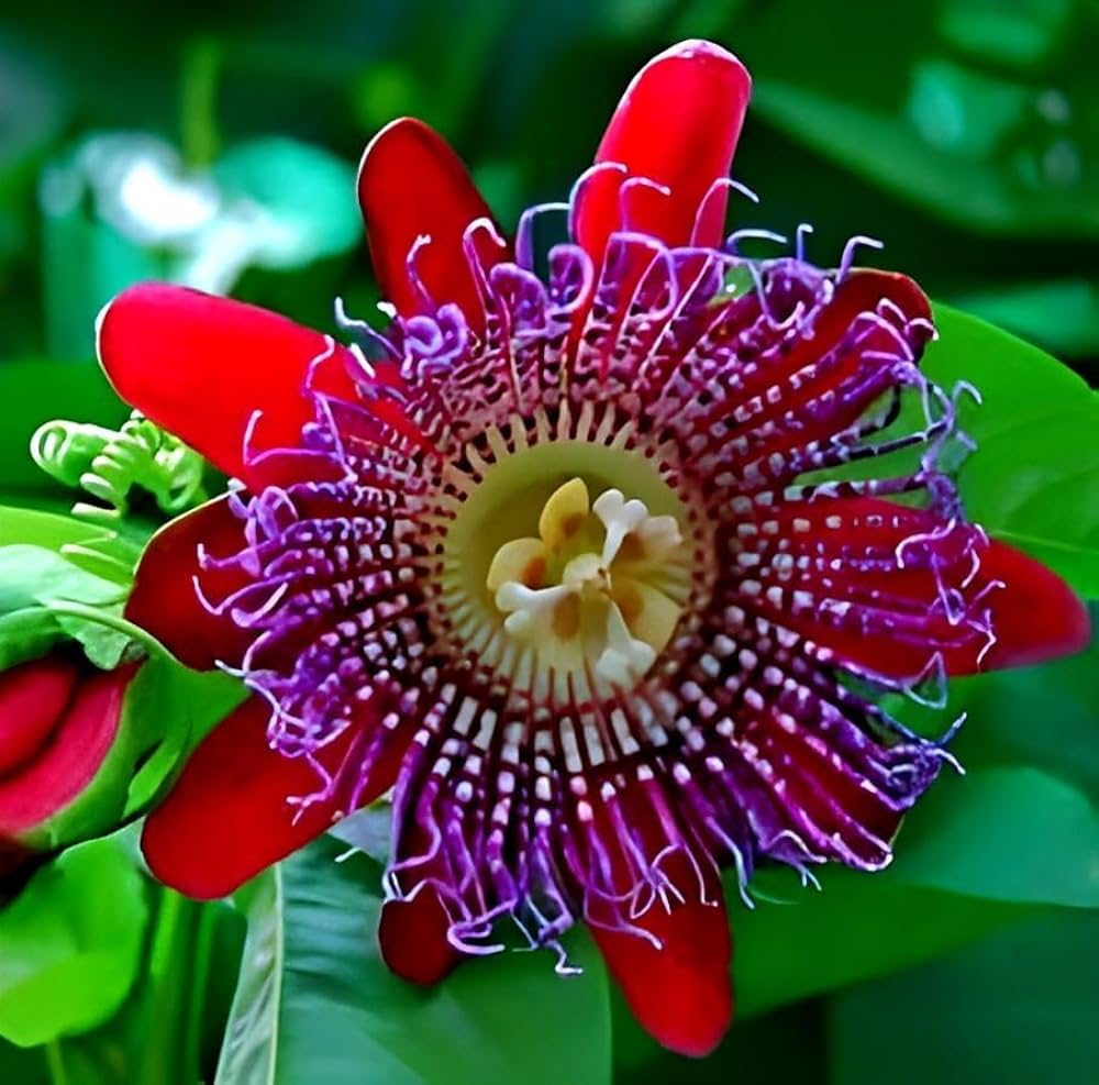 Premium Passiflora Alata Flower seeds for Planting Sun Loving, Heirloom & GMO Free Seeds for Home Garden seeds