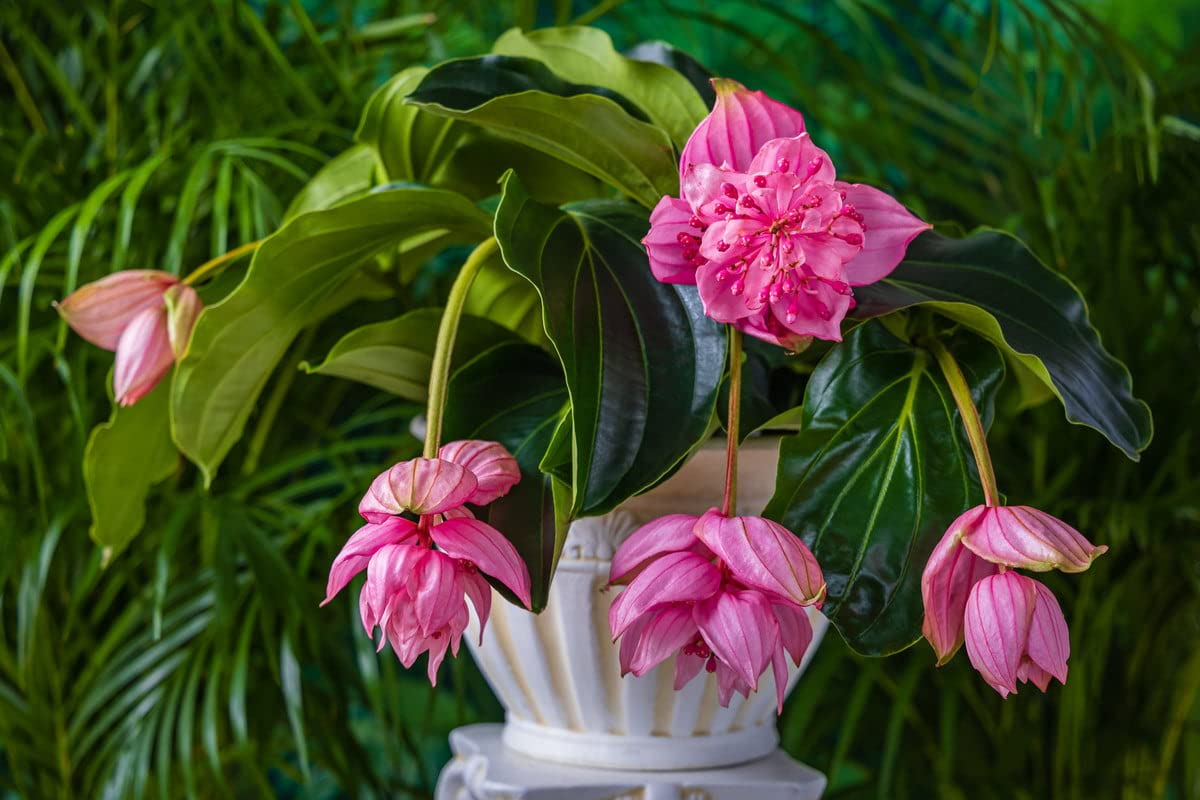 Pink Myriantha Flower seeds for Planting Shade Tolerant, Heirloom & GMO Free Seeds for Home Garden seeds for planting