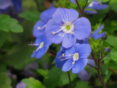 Blue Veronica Repens Flower seeds for Planting Compact Growth, Heirloom & GMO Free Seeds for Home Garden seeds for planting