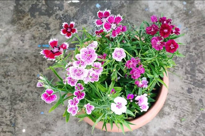 Heirloom Dianthus Flower seeds for Planting Premium Quality Heirloom & GMO Free Seeds for Home Garden