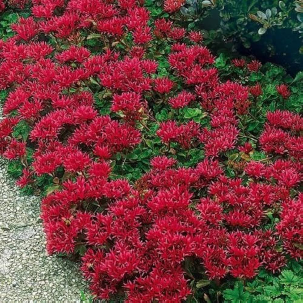 Sedum Spurium Flower seeds for Planting Easy to Grow, Heirloom & GMO Free Seeds for Home Garden vegetable and garden seeds