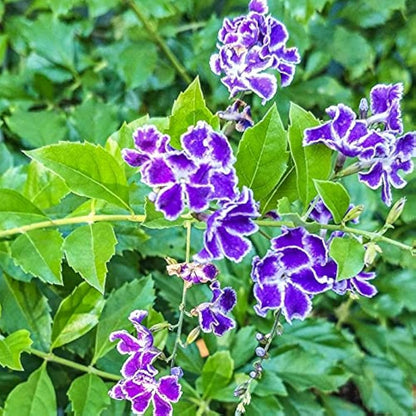 Duranta Erecta Flower seeds for Planting Cottage Garden Essential Heirloom & GMO Free Seeds for Home Garden 
 
 Sale
