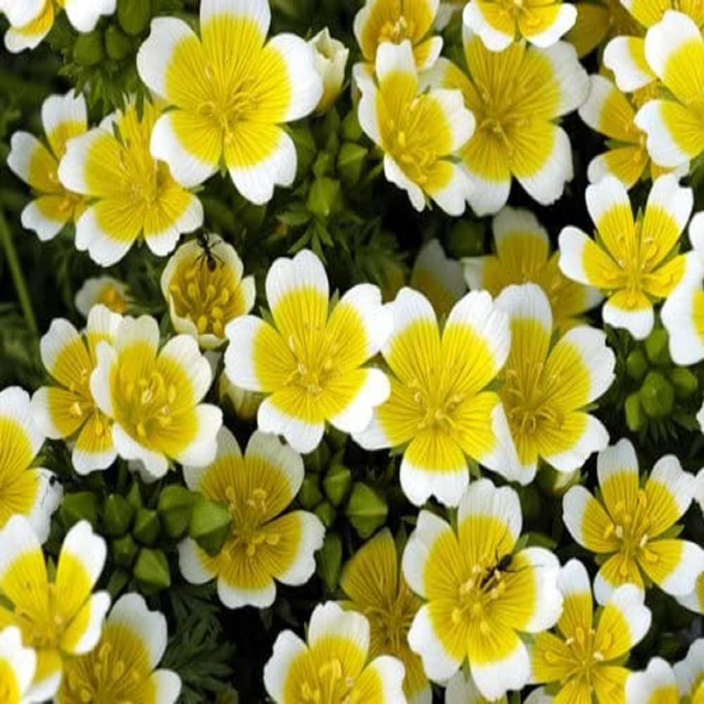 Yellow White Limnanthes Douglasii Flower seeds for Planting Drought Tolerant, Heirloom & GMO Free Seeds for Home Garden vegetable and garden seeds