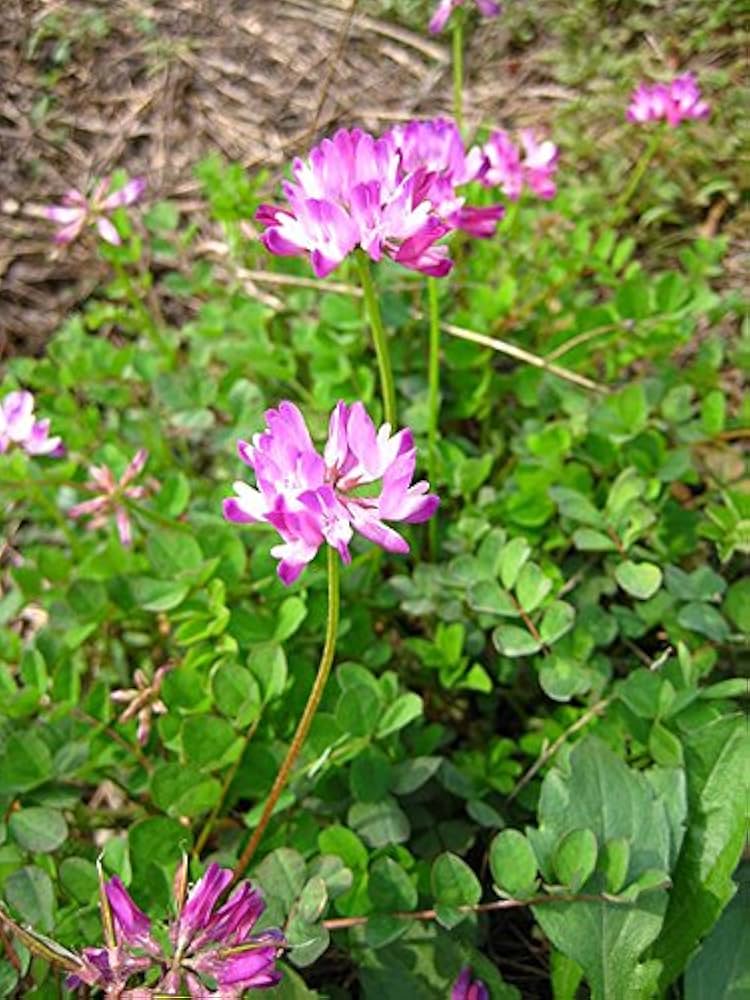 High quality Crown Vetch Pink Flower seeds for Planting Vibrant Colors, Heirloom & GMO Free Seeds for Home Garden seeds pack