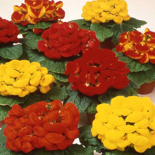 Calceolaria Zapatilla Flower seeds for Planting Hardy Variety, Heirloom & GMO Free Seeds for Home Garden seeds for planting