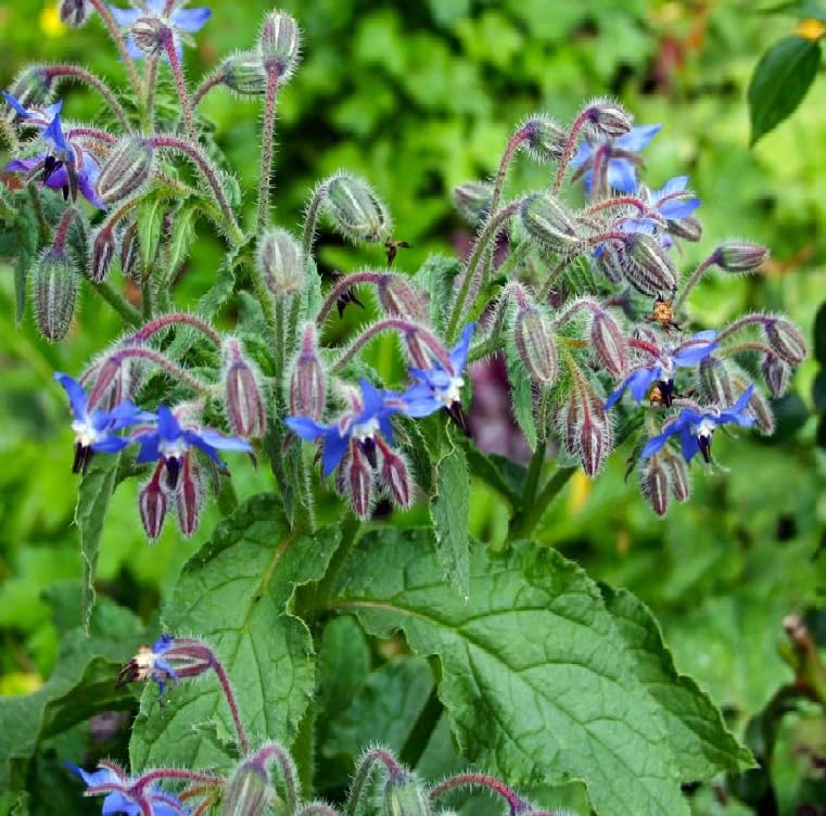 Mixed Borago Flower seeds for Planting Easy to Grow, Heirloom & GMO Free Seeds for Home Garden vegetable and garden seeds