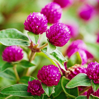 Globosa Flower seeds for Planting Vibrant Colors Heirloom & GMO Free Seeds for Home Garden