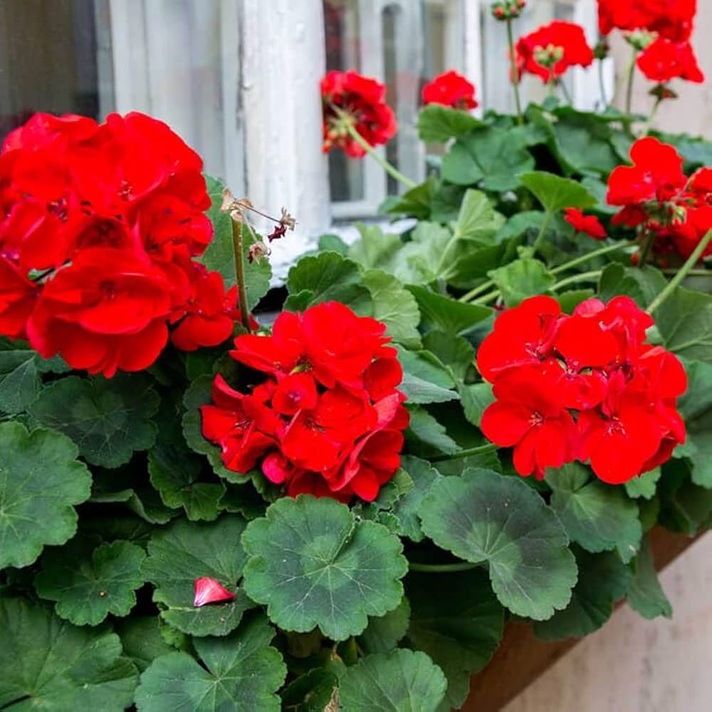 Geranium Pelargonium Flower seeds for Planting Sun Loving Heirloom & GMO Free Seeds for Home Garden