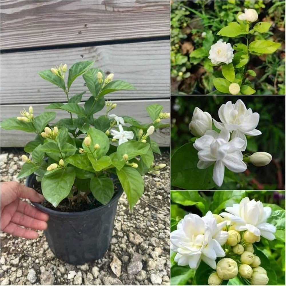 Mogra Flower seeds for Planting Premium Quality Heirloom & GMO Free Seeds for Home Garden