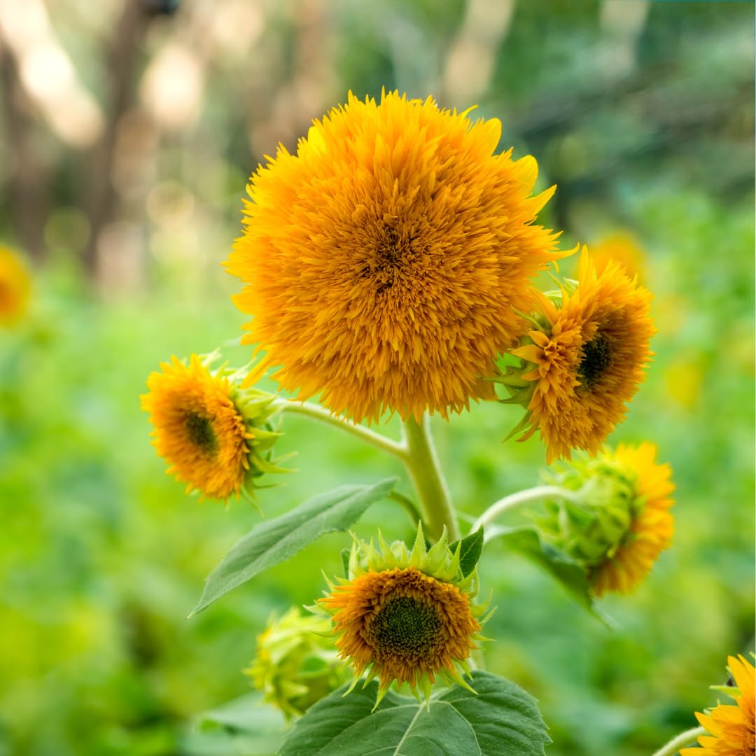 Yellow Teddy Sunflower Flower seeds for Planting Bright Blooms, Heirloom & GMO Free Seeds for Home Garden seeds for planting