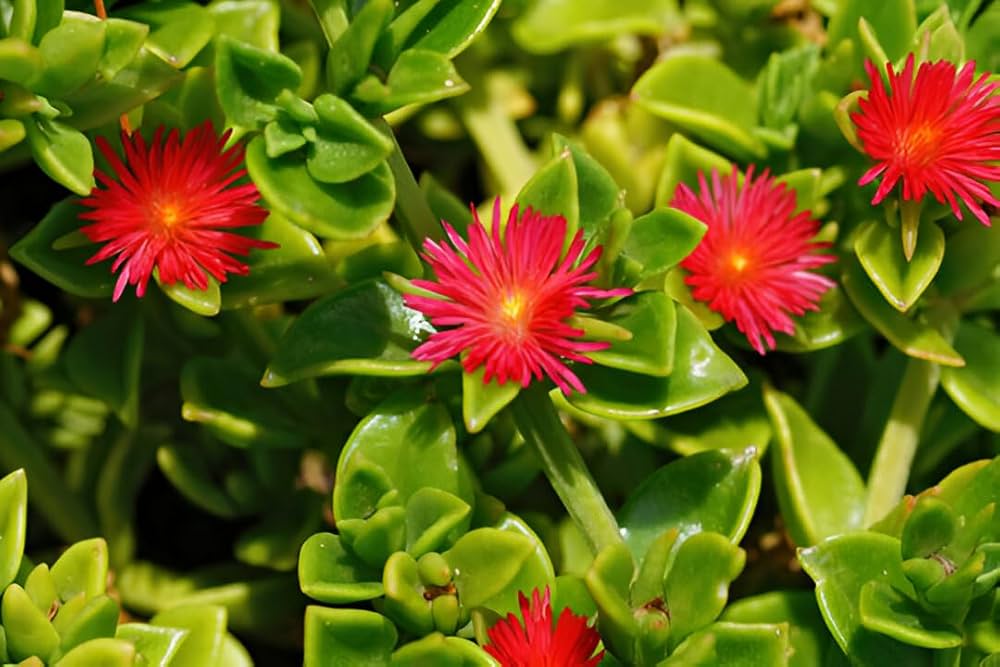 High quality Rose Aptenia Flower seeds for Planting Easy to Grow, Heirloom & GMO Free Seeds for Home Garden seeds pack