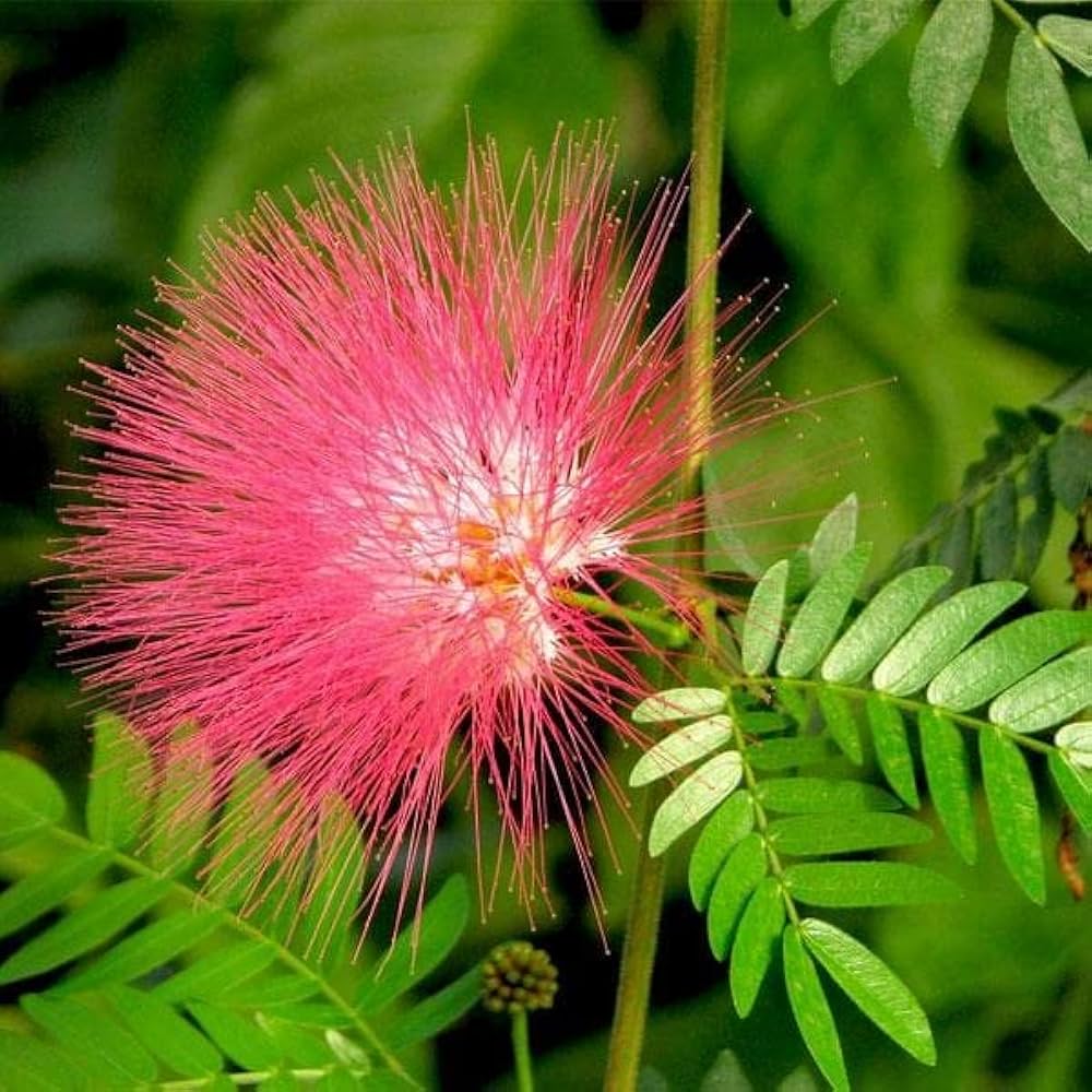 High quality Pink Calliandra Eriophylla Flower seeds for Planting Low Maintenance, Heirloom & GMO Free Seeds for Home Garden seeds pack
