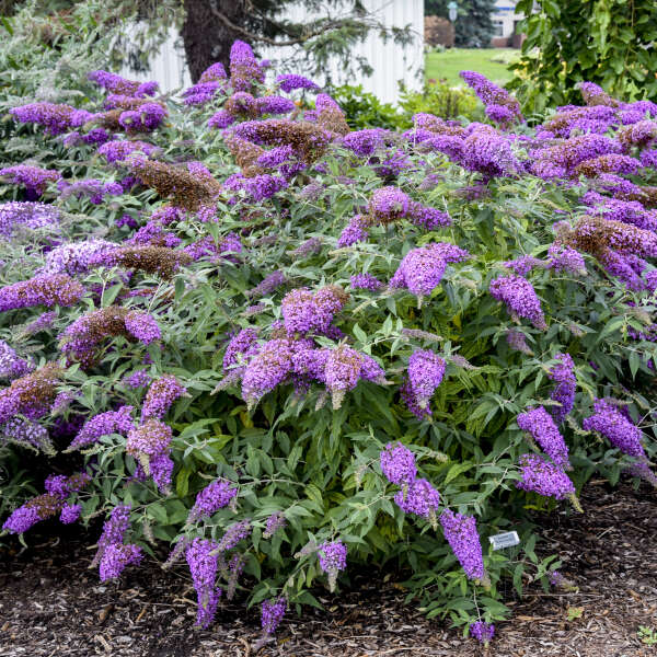 Violet Buddleia Flower seeds for Planting Easy to Grow, Heirloom & GMO Free Seeds for Home Garden vegetable and garden seeds