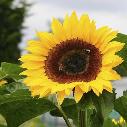Sunzilla SunFlower seeds for Planting Garden Favorite Heirloom & GMO Free Seeds for Home Garden