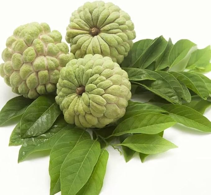 Annona Squamosa Seeds For Planting Sweet Fruit Treats