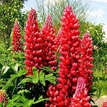 Lupine Red Flower seeds for Planting Easy to Grow, Heirloom & GMO Free Seeds for Home Garden seeds for planting