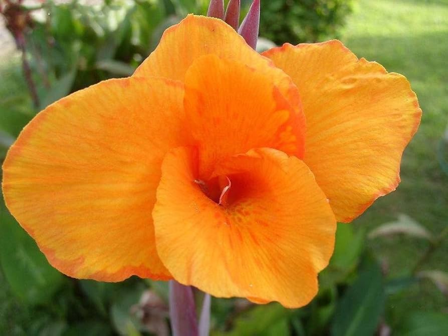 Premium Orange Indica Flower seeds for Planting Sun Loving, Heirloom & GMO Free Seeds for Home Garden seeds