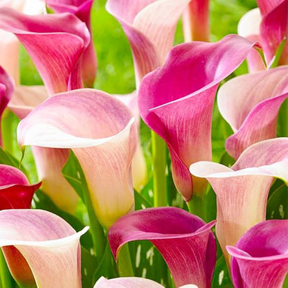 Baby Pink Calla Flower seeds for Planting Easy to Grow Heirloom & GMO Free Seeds for Home Garden
