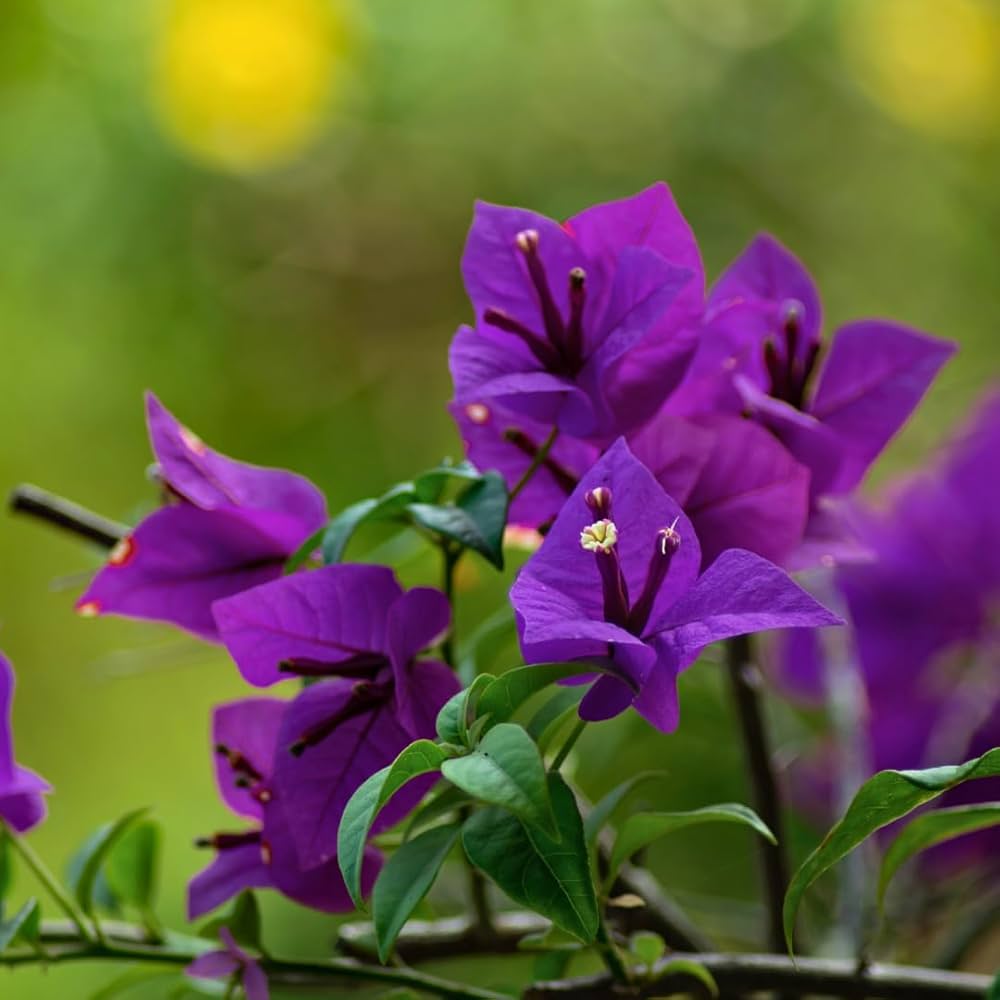 Bougainvillea Lavender Flower seeds for Planting Hardy Variety, Heirloom & GMO Free Seeds for Home Garden vegetable and garden seeds