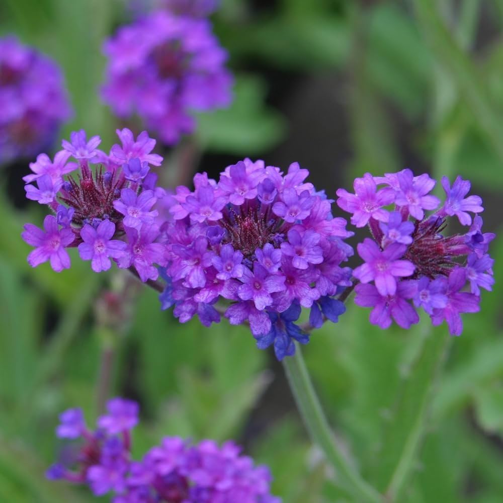 Premium Hastata Flower seeds for Planting Shade Tolerant, Heirloom & GMO Free Seeds for Home Garden seeds