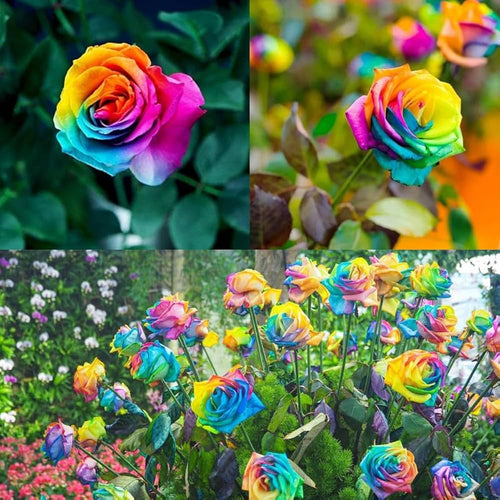 Premium Blue Cream Rose Flower seeds for Planting Cottage Garden Essential, Heirloom & GMO Free Seeds for Home Garden seeds