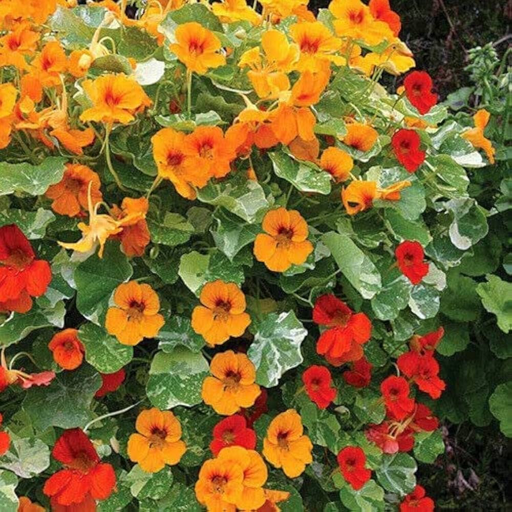 Premium Nasturtium Flower seeds for Planting Cottage Garden Essential, Heirloom & GMO Free Seeds for Home Garden seeds